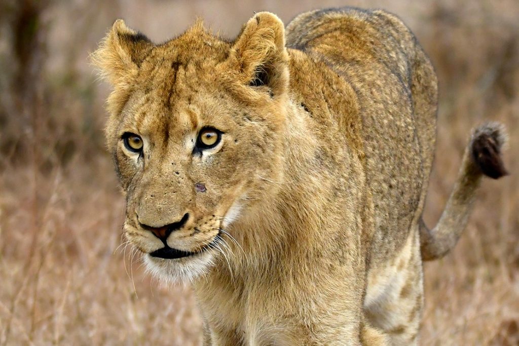 maasai mara safaris