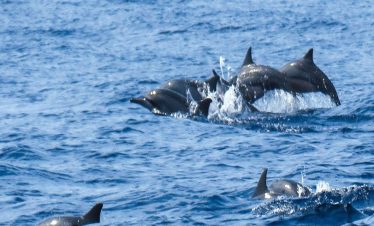 dolphin watching wasini