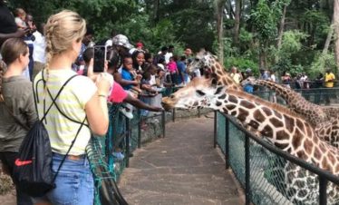 haller park mombasa