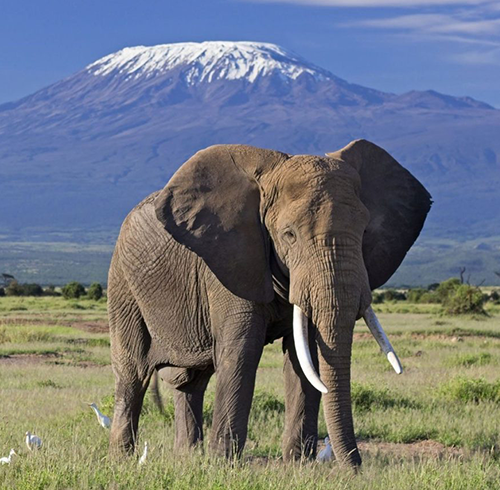 kenya safaris